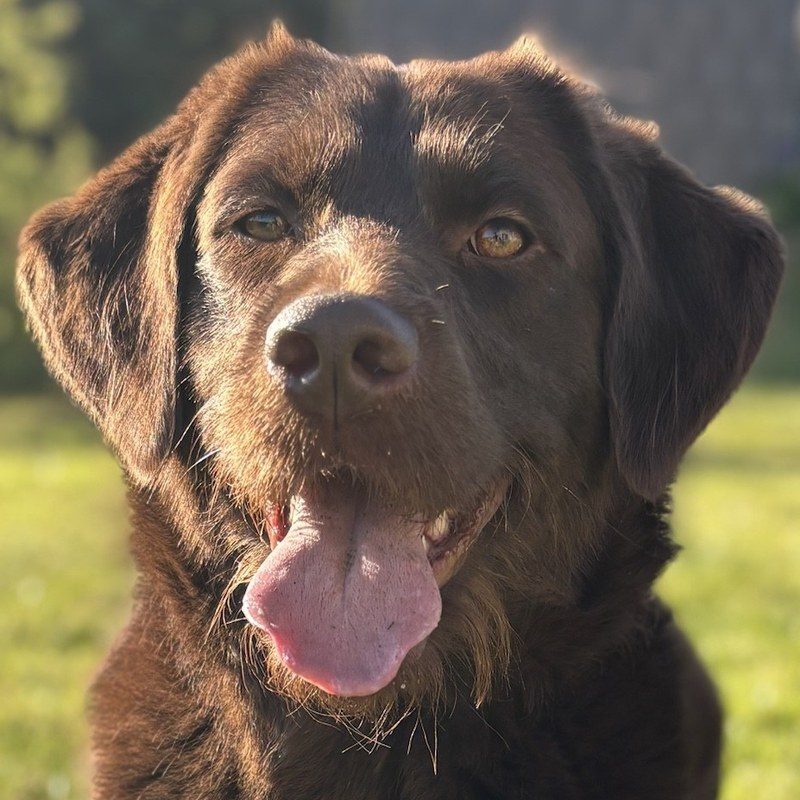 Kara, ein brauner Labrador-Pudel-Mix, liegt fröhlich mit ihrem Spielzeug auf der Wiese