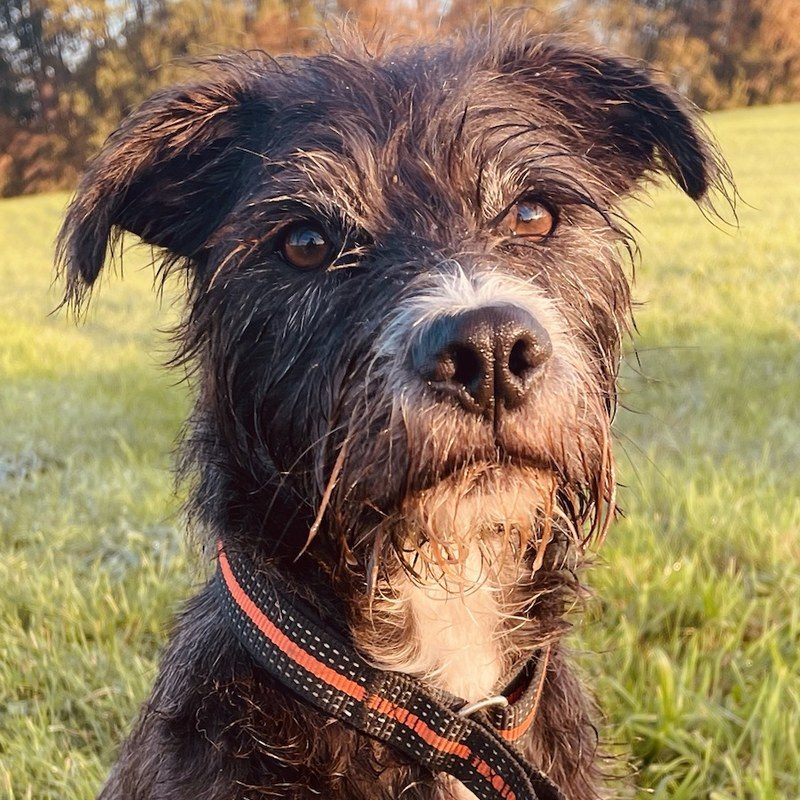 Kende, ein dunkler, zotteliger Schnauzer-Mix mit weißem Brustfleck, sitzt aufmerksam auf einer Herbstwiese